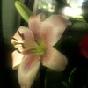 daniaa.da7