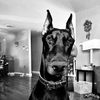 odafinthedobe