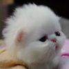 ilovepoosie