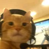 horlador_