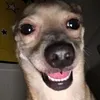 🐶