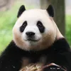 saigondauyeu2