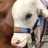 cattlelover33