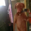 lauty.huertas