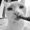 boxbox_lam_