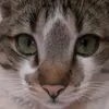 meitajane
