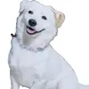 winterthewhitedog