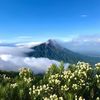 simatupang_154