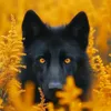 Ｎａｔｕｒｅ