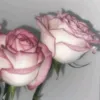 rere_3.3rr