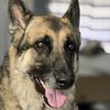 xmrpups