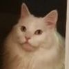 flooffmaster9000