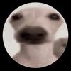 dawg_theshawg