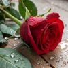 doda.elgazar