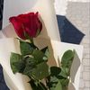 www.tiktok.comfarouha3