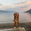 a_teen_and_her_toller