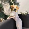 cuddlez_thebear