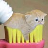 crizz_meoww