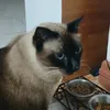 a_cat653