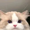 𝗠𝗮𝘀𝗵𝘂𝗽_𝗗𝗮𝗻𝗰𝗲!