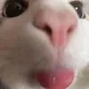nshm_rk1