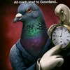 pigeon ahhrh doctor