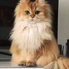 zeyno234567.gamil_