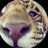 swty_bita