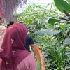 dkmalaa_