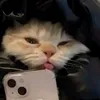ceiilcndkr