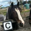 eilidh_horse_acc