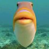the_fisch_one