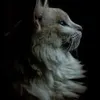 catprankieee