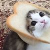 edits_gato53