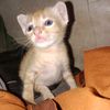 adif.saputra95