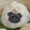 chkoloped