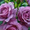 amazing.nature__