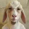 goatdownfall