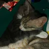 acu_aemilia