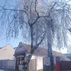 dinshan3