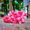 cute_angel_official_