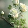 barhom8542