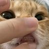 o_onichi