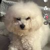 mybunnybichon