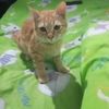 luma_slebew