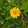 shan_uzal