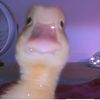 the_duckmaster1