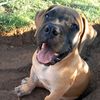 toocol.boerboels