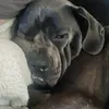 romatherescuecanecorso