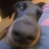 mia_and_floki_the_doberm